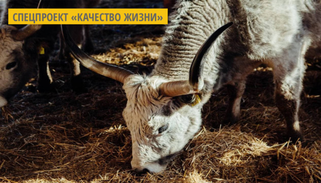 На Закарпатье фермеры выращивают редких венгерских серых коров для гурманов и туристов На Закарпатье фермеры выращивают редких венгерских серых коров для гурманов и туристов