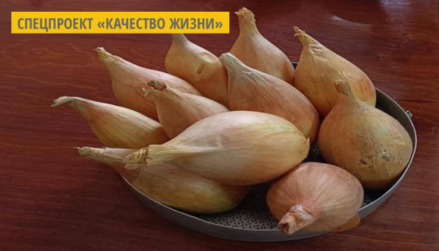 На Черниговщине селекционеры вывели сорт лука, который сохраняет свои качества до нового урожая На Черниговщине селекционеры вывели сорт лука, который сохраняет свои качества до нового урожая