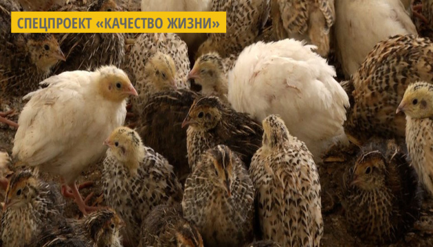 На Житомирщине фермерское хозяйство выращивает три вида перепелов На Житомирщине фермерское хозяйство выращивает три вида перепелов