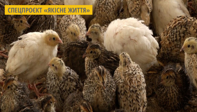 На Житомирщині фермерське господарство вирощує три види перепілок На Житомирщині фермерське господарство вирощує три види перепілок