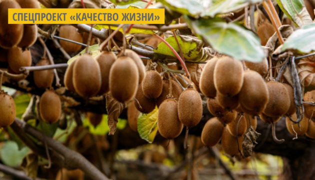 Полезные свойства киви Полезные свойства киви