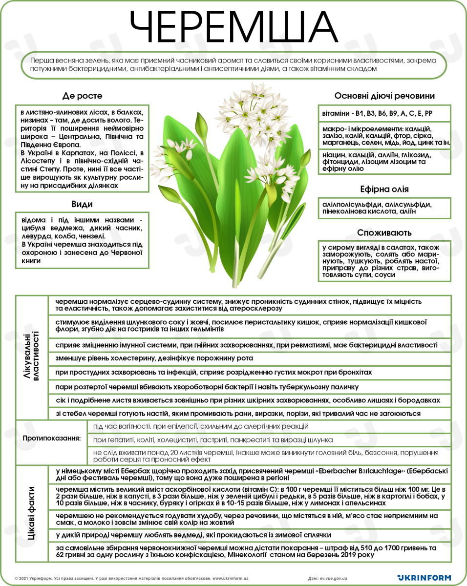 Черемша: властивості та корисні якості рослини