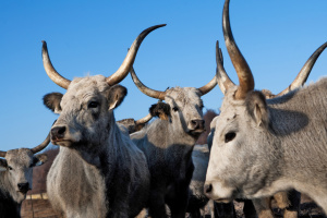 В Україні за рік поголів’я корів зменшилося на 17%