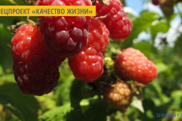 Полезные свойства малины и смородины