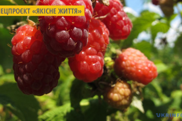 Корисні властивості малини та смородини