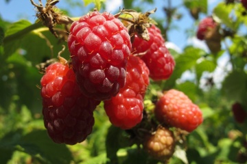 Ukraine among seven world’s largest exporters of raspberries