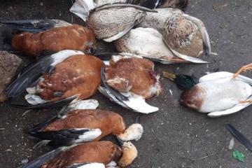 В «Асканії-Новій» за тиждень загинули майже 370 перелітних птахів