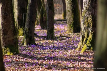 Під Мукачевом почалося масове цвітіння шафранів