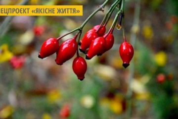 Корисні властивості шипшини та кизилу
