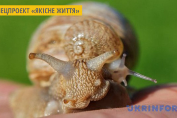 Корисні властивості равликів