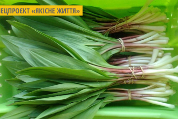 Корисні властивості черемші