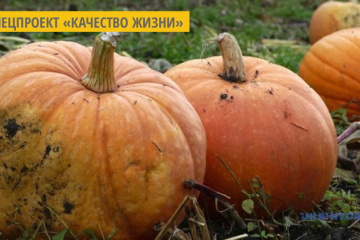 Что лечит тыква и кому тыкву нельзя