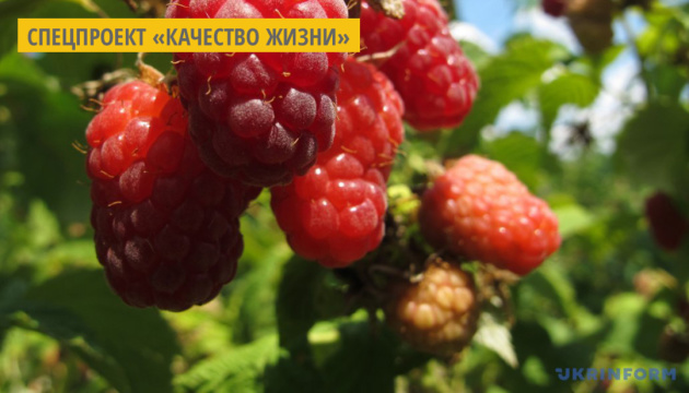 Полезные свойства малины и смородины Полезные свойства малины и смородины