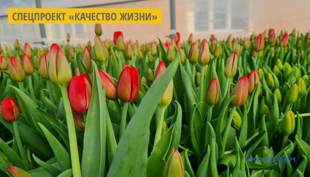В теплице житомирского вуза выращивают восемь сортов голландских тюльпанов В теплице житомирского вуза выращивают восемь сортов голландских тюльпанов