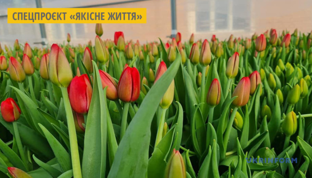 У теплиці житомирського вишу вирощують вісім сортів голландських тюльпанів