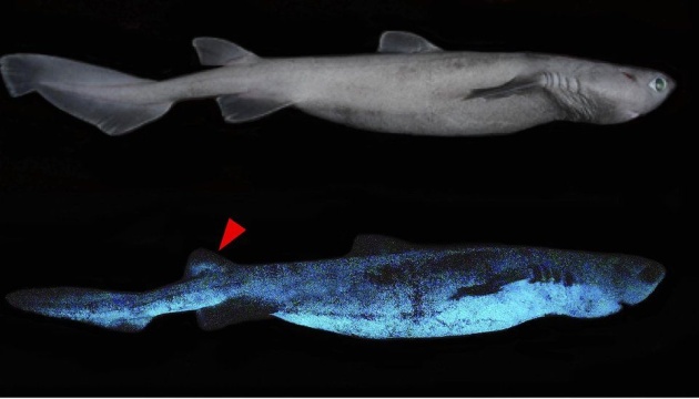 У Новій Зеландії виявили акул, що світяться в темряві