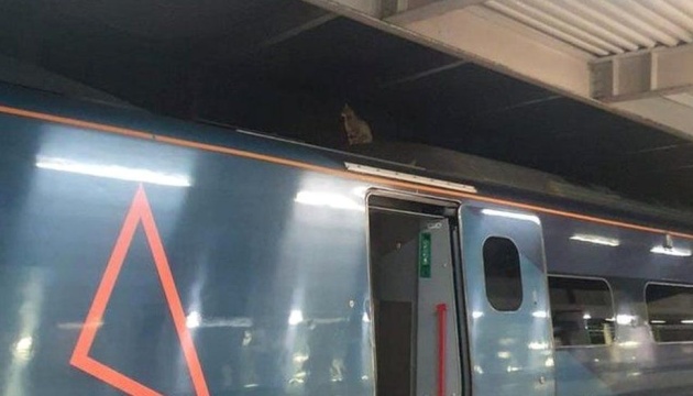 У Лондоні швидкісний потяг затримали на 2,5 години через кішку