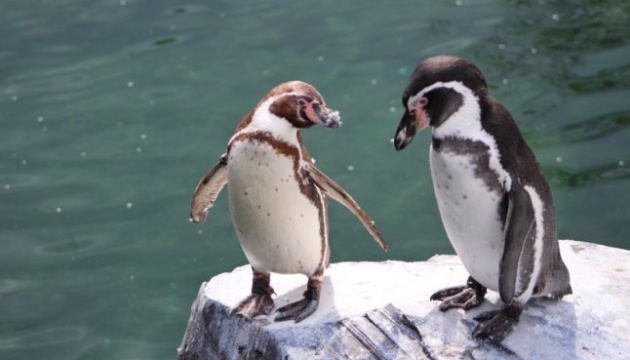 У Норвегії вакцинують від пташиного грипу пінгвінів