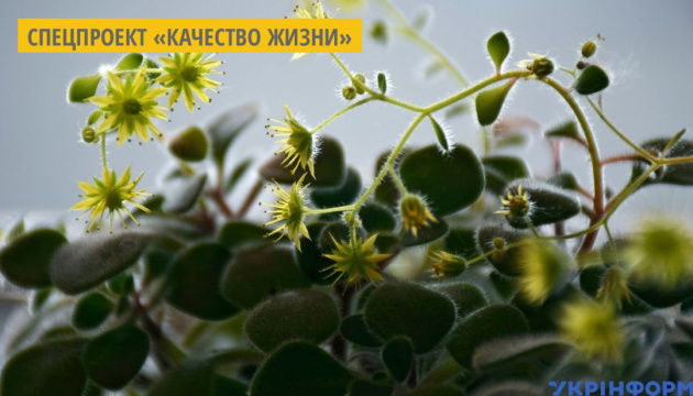 В Николаеве выпускают натуральные эссенции из растений собственного производства В Николаеве выпускают натуральные эссенции из растений собственного производства