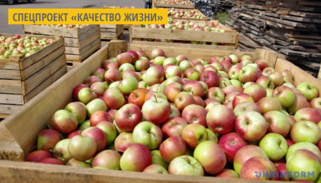 Садоводческое хозяйство на Полтавщине перерабатывает яблоки на соки прямого отжима и джемы Садоводческое хозяйство на Полтавщине перерабатывает яблоки на соки прямого отжима и джемы
