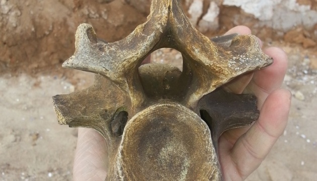 На березі Чорного моря знайшли рештки доісторичної тварини