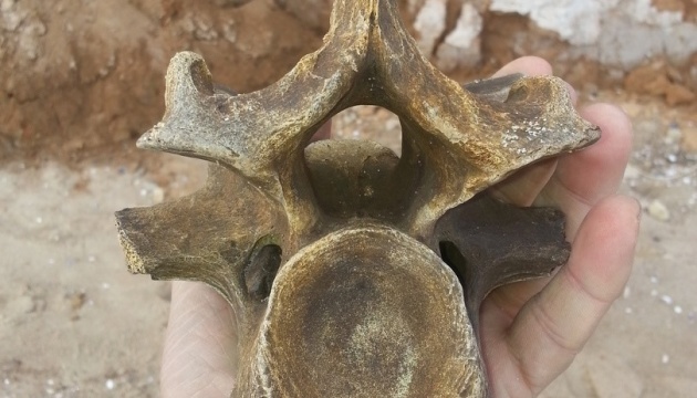 Prehistoric animal remains found on Black Sea coast