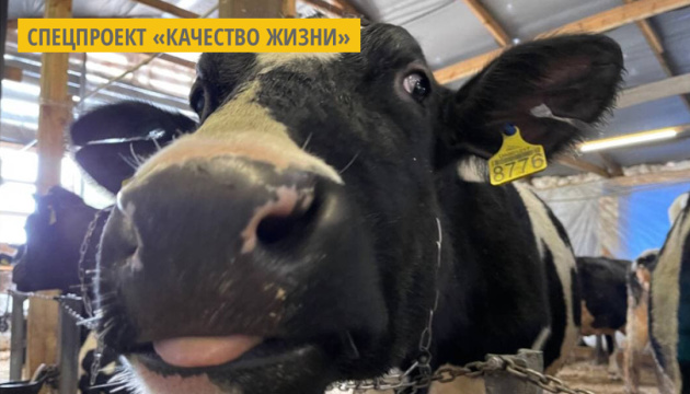 На Ривненщине открыли производство крафтовых сыров На Ривненщине открыли производство крафтовых сыров