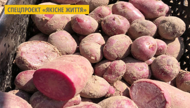На Чернігівщині вивели оригінальну картоплю з фіолетовим та червоним м’якушем