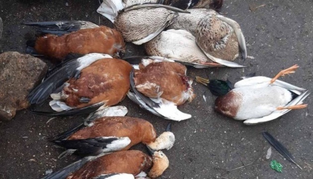 На Херсонщині тимчасово заборонили препарат, від якого загинули птахи
