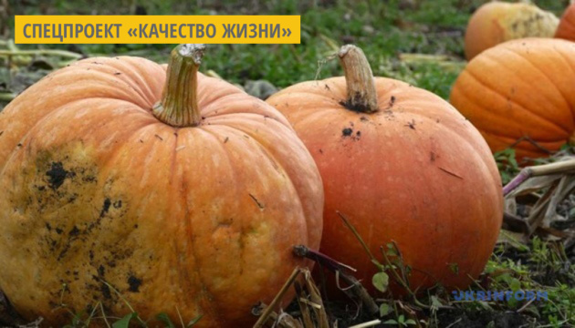 Что лечит тыква и кому тыкву нельзя Что лечит тыква и кому тыкву нельзя
