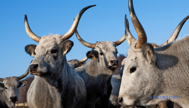 В Україні за рік поголів’я корів зменшилося на 17%