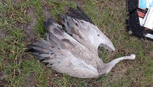 Askania Nova : 61 grues cendrées retrouvées mortes Askania Nova : 61 grues cendrées retrouvées mortes