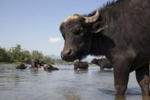 Фільм про німця, який розводить буйволів у Карпатах, вийшов онлайн