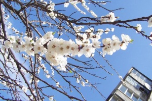 В Запорожье с абрикосовых деревьев осыпались листья