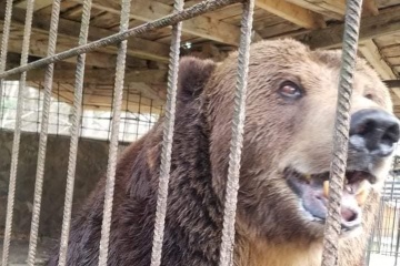 В центр реабилитации на Закарпатье привезли медведя Юру из Косова
