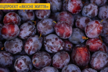 Корисні властивості сливи