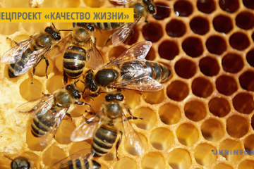 На Луганщине развивают медовый туризм