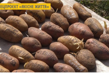 Дачниця з Хмельниччини вирощує 80 сортів картоплі