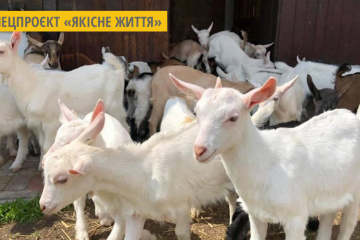 На Харківщині виробляють натуральну косметику з козячого молока