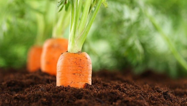 В Україні морква подорожчала у середньому на 37% - EastFruit