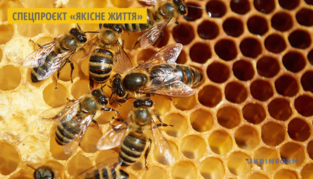 Фермер з Луганщини виготовляє мед з фацелії та еспарцету