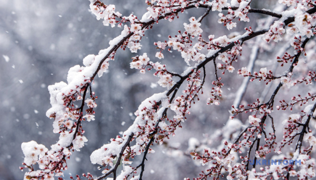 Суворий карантин, квітневий сніг і поросяча радість