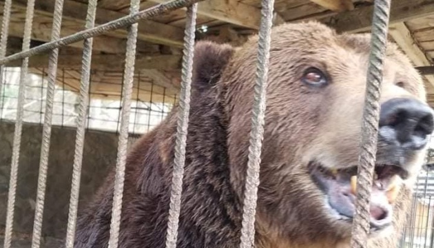 До центру реабілітації на Закарпатті привезли ведмедя Юру з Косова