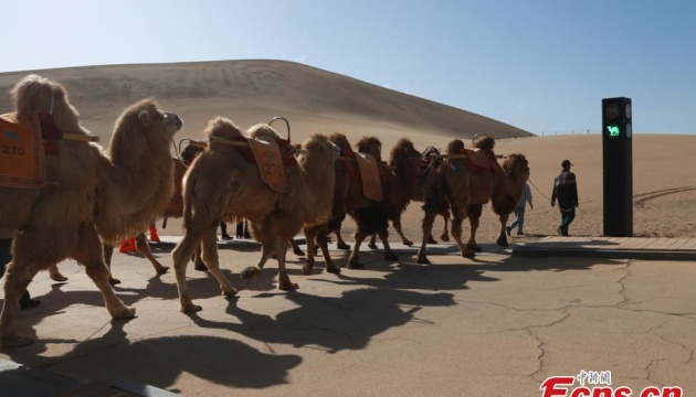 У китайській туристичній місцевості встановили світлофор для верблюдів