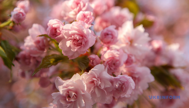 ウクライナ西部ウジホロドで「サクラ祭り」が開催