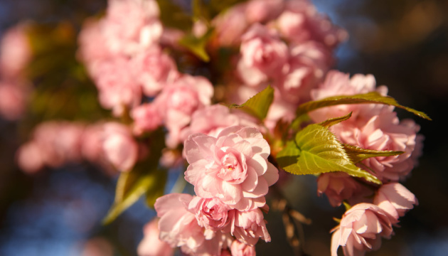 Avec l'arrivée du printemps, les cerisiers commencent à fleurir à Uzhgorod 
