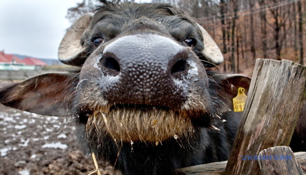Буйволина ферма на Чернігівщині долучається до проєкту «Дороги смаку»