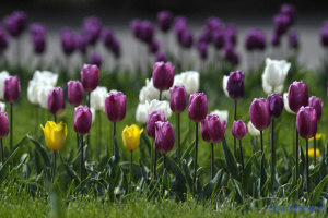 В індійському Кашмірі відкрився найбільший сад тюльпанів у Азії