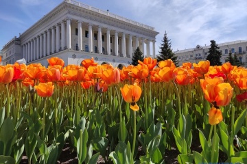 На Майдані та Михайлівській площі розквітли 100 тисяч тюльпанів