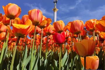 Na Majdanie i Placu Michajłowskim zakwitło 100 000 tulipanów